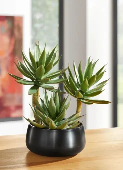 BADER Agave in Kunststofftopf