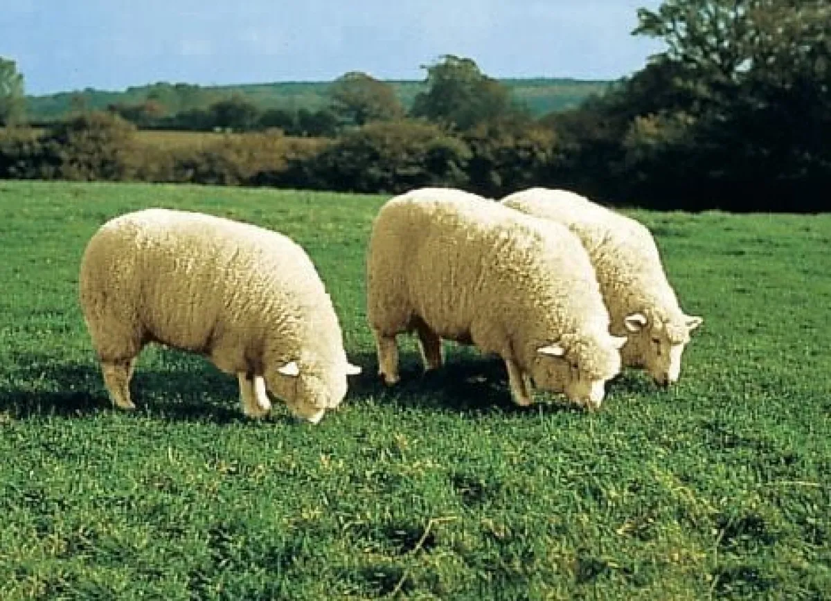 BADER Bettumrandung aus echtem Lammfell in Tierform