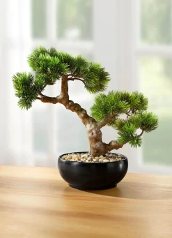 BADER Bonsai im Keramiktopf