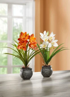BADER Cymbidium-Orchidee im Zementtopf