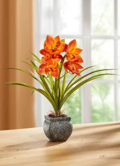 BADER Cymbidium-Orchidee im Zementtopf
