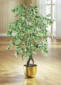 BADER Ficus im Topf