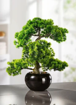 BADER Lärchen-Bonsai in schwarzem Keramiktopf