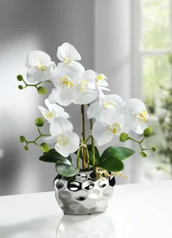 BADER Orchidee im Topf