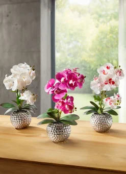 BADER Orchidee Phalaenopsis in Keramikschale