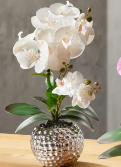 BADER Orchidee Phalaenopsis in Keramikschale