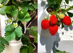 BADER Pflanz-System Sissi Strawberry