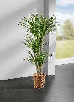 BADER Yucca-Palme im Topf