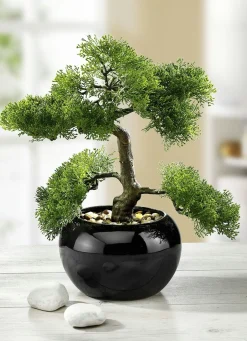 BADER Zypressen-Bonsai im Topf
